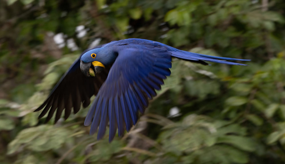 Hyacinth Macaw Anodorhynchus hyacinthinus